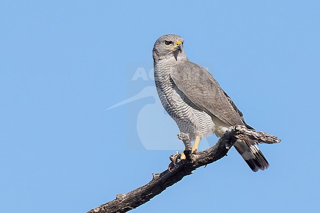 Adult
Pima Co., AZ
April 2024 stock-image by Agami/Brian E Small,