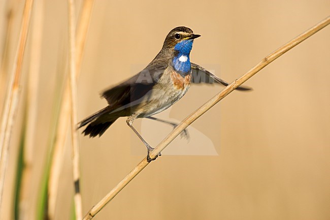 Mannetje Blauwborst balancerend op rietstengel Nederland, Male Bluethroat balancing on reed Netherlands stock-image by Agami/Wil Leurs,