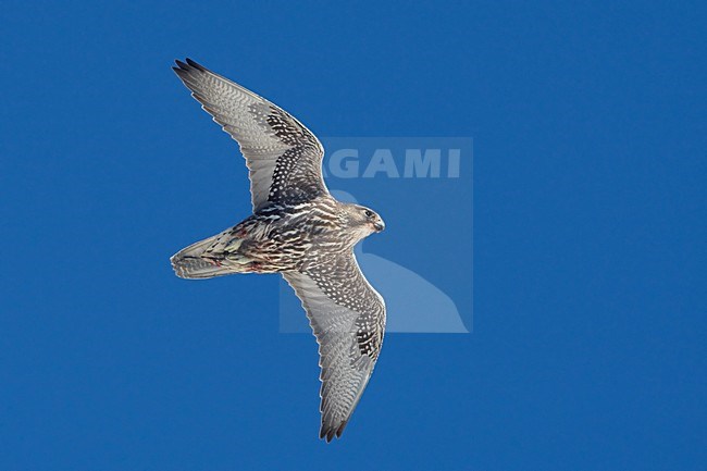 Giervalk vliegend; Gyr Falcon flying stock-image by Agami/Jari Peltomäki,