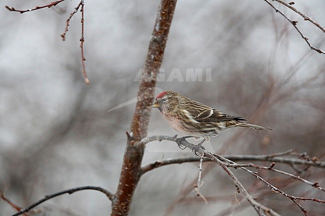 IJslandse barmsijs; Icelandic redpoll stock-image by Agami/Chris van Rijswijk,