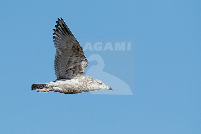 Second-winter American Herring Gull (Larus smithsonianus) in flight, showing under wing.
Cape May Co., N.J.
March 2017 stock-image by Agami/Brian E Small,