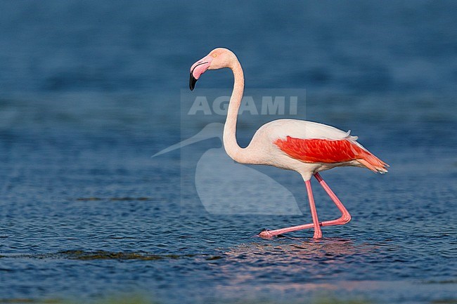 Greater Flamingo (Phoenicopterus roseus), Standing in the water, Salalah, Dhofar, Oman stock-image by Agami/Saverio Gatto,