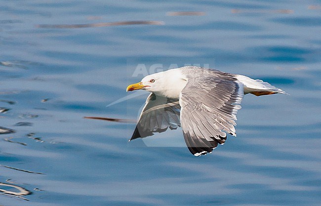 Adult Yellow-legged Gull (Larus michahellis michahellis) catching small fish in the harbour of Molivos on Lesvos, Greece. stock-image by Agami/Marc Guyt,