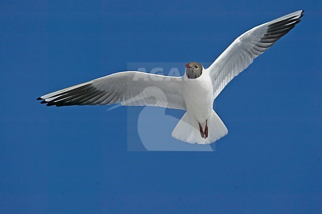 Black-headed Gull flying, Kokmeeuw vliegend stock-image by Agami/Markus Varesvuo,