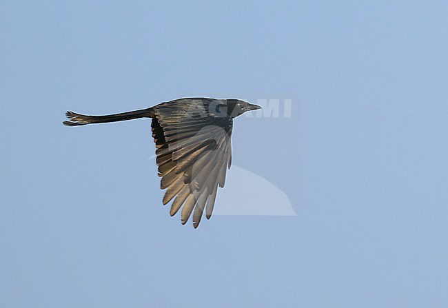 Black Drongo, Dicrurus macrocercus, Phetchaburi, Thailand. stock-image by Agami/Sylvain Reyt,