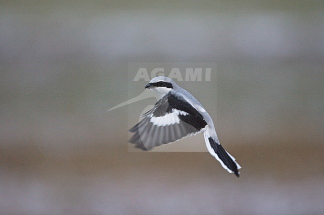 Klapekster zoekend naar prooi; Great Grey Shrike looking for prey stock-image by Agami/Jari Peltomäki,