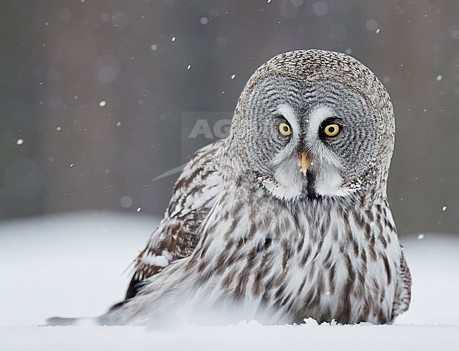 Great Grey Owl (Strix nebulosa) during a cold winter in a taiga forest in northern Finland. stock-image by Agami/Markus Varesvuo,