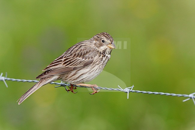 Grauwe Gors zittend op prikkeldraad, Corn Bunting sitting on barbed wire stock-image by Agami/Ran Schols,