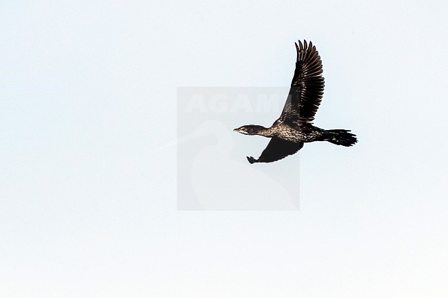 Pygmy Cormorant (Microcarbo pygmaeus) at the Bulgarian coast during autumn migration. stock-image by Agami/Marc Guyt,