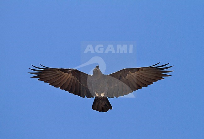 Fan-tailed Raven - Borstenrabe - Corvus rhipidurus, Oman stock-image by Agami/Ralph Martin,