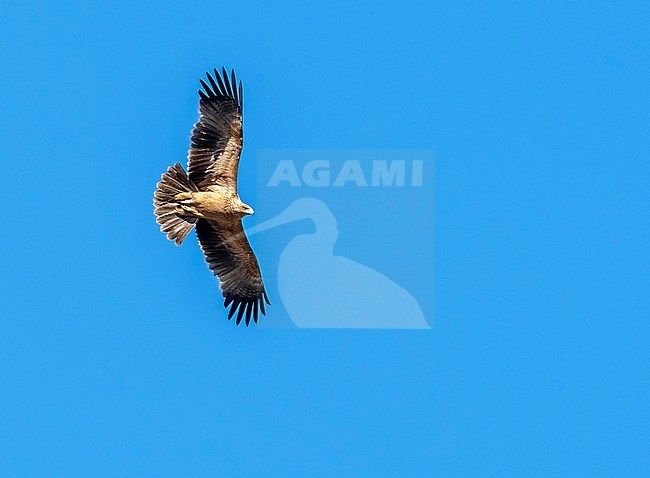 Fresh juvenile Spanish Imperial Eagle flying over Sierra Morena, Spain. February 2010. stock-image by Agami/Vincent Legrand,