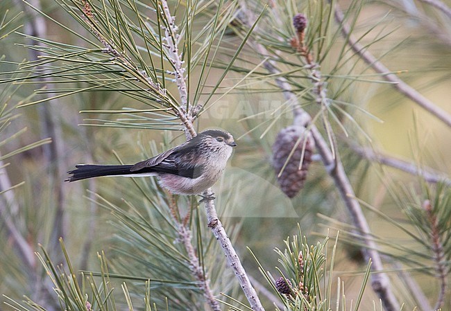 Long-tailed Tit - Schwanzmeise - Aegithalos caudatus ssp. irbii, Spain stock-image by Agami/Ralph Martin,