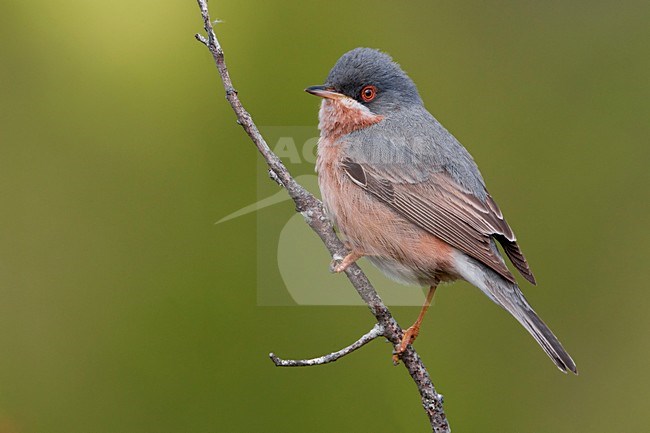 Male Moltoni's Warbler stock-image by Agami/Daniele Occhiato,