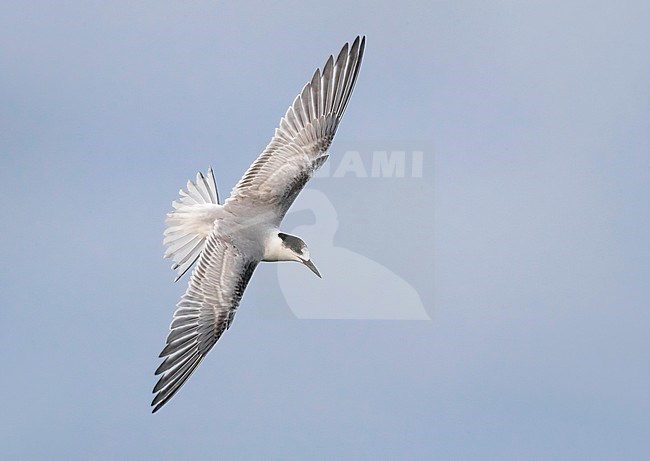 First-winter Common Tern (Sterna hirundo) on the Azores. banking in mid air. stock-image by Agami/Daniele Occhiato,