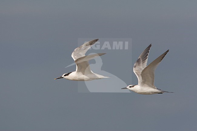 Adulte en onvolwassen Grote Stern in vlucht; Adult and immature Sandwich Tern in flight stock-image by Agami/Arie Ouwerkerk,