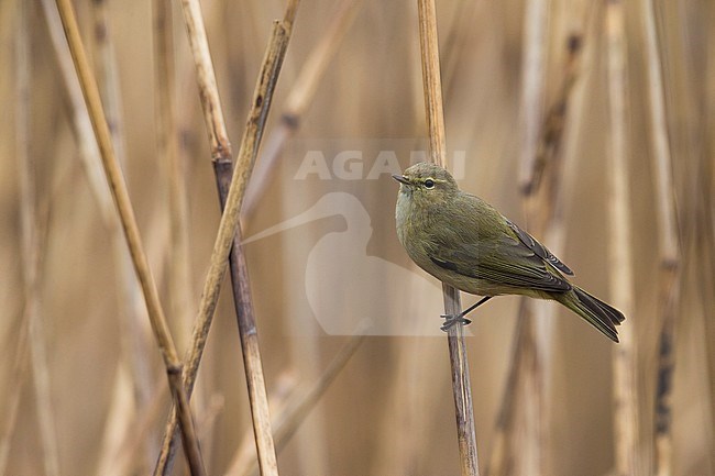 Tjiftjaf, Common Chiffchaff stock-image by Agami/Daniele Occhiato,