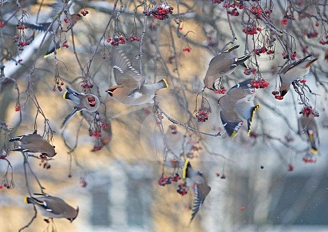 Bohemian Waxwing flock eating berries in winter; Pestvogel groep bessen etend in de winter stock-image by Agami/Markus Varesvuo,