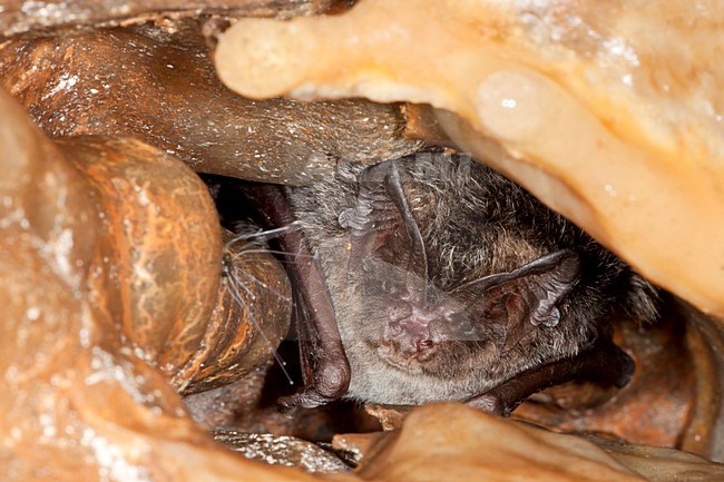 Mopsvleermuis; Barbastelle Bat stock-image by Agami/Theo Douma,