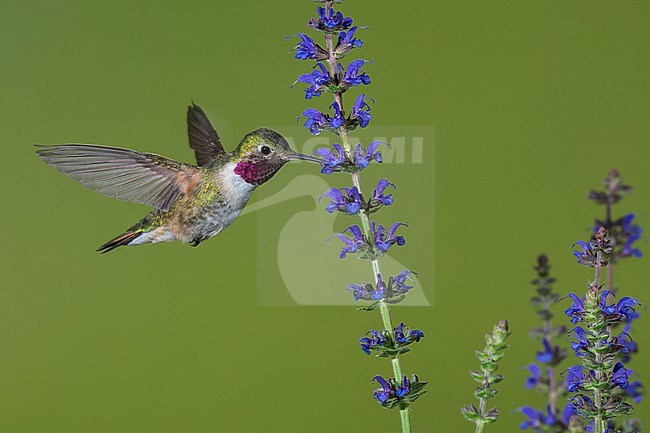 Adult male
Jefferson Co., CO
June 2023 stock-image by Agami/Brian E Small,