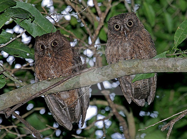 Pair of Mayotte scops owls (Otus mayottensis), an endemic to the island of Mayotte in the Comoros. stock-image by Agami/Pete Morris,