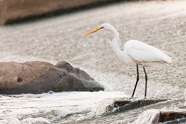 Great Egret (Egretta alba) foraging in water at Kruger National Park stock-image by Agami/Caroline Piek,