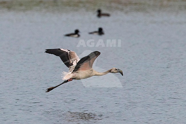 Escaped juvenile Chilean Flamingo (Phoenicopterus chilensis) flying over shallow lake near Deventer in The Netherlands. stock-image by Agami/Edwin Winkel,