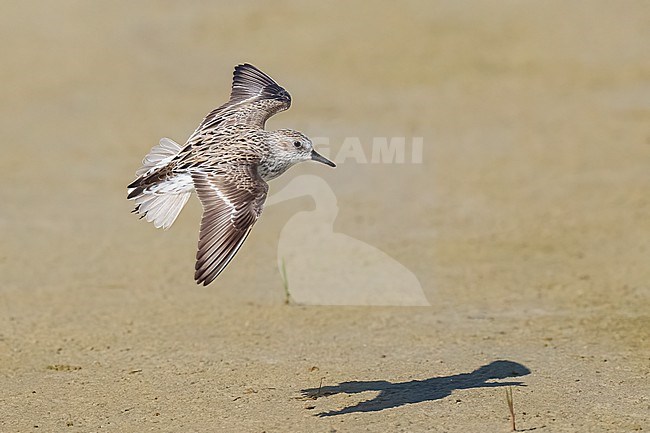 Adult breeding
Galveston Co., TX
April 2023 stock-image by Agami/Brian E Small,