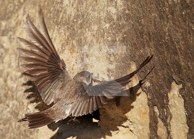 Oeverzwaluw vliegend voor nestwand; Sand Martin flying at nest cliff stock-image by Agami/Markus Varesvuo,