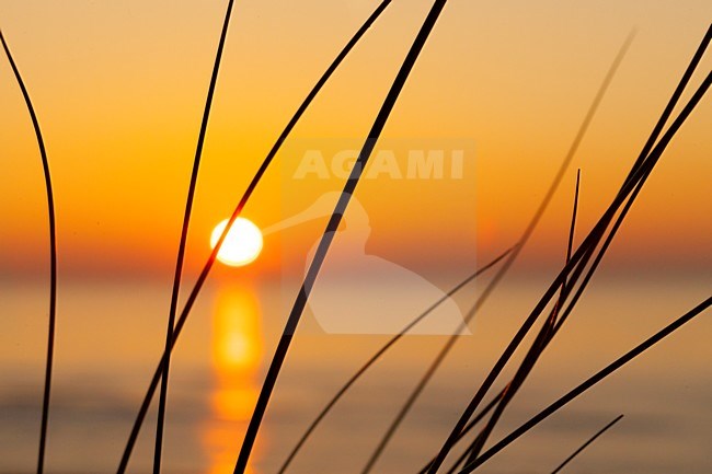 kleurrijke zonsondergang in de duinen, colorfull sunset in dunes stock-image by Agami/Arjan van Duijvenboden,