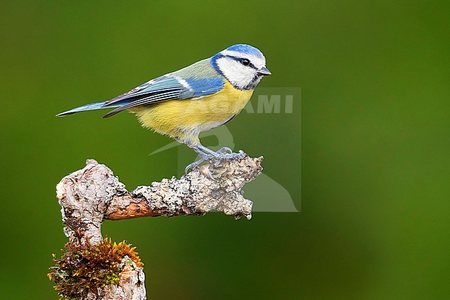 Eurasian Blue Tit (Cyanistes caeruleus), side view of an adult perched on a branch, Campania, Italy stock-image by Agami/Saverio Gatto,