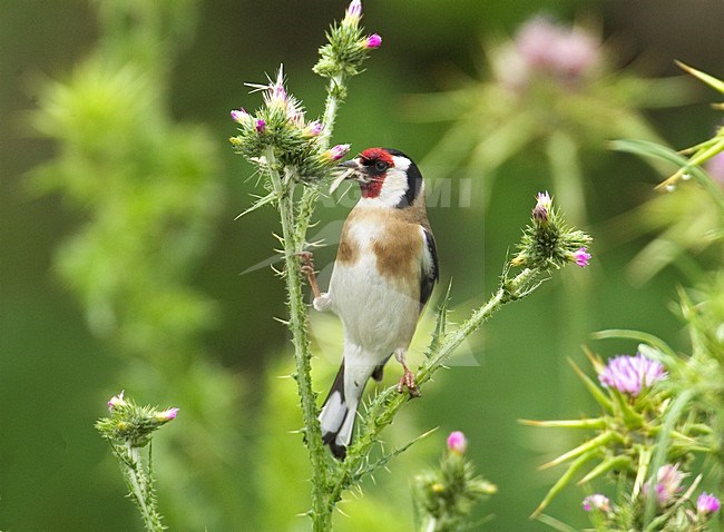 Putter foeragerend; European Goldfinch foraging stock-image by Agami/Hans Gebuis,