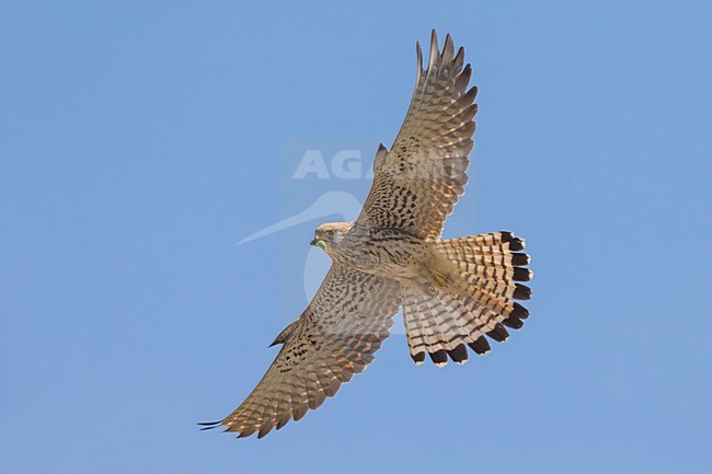 Vrouwtje Kleine torenvalk in vlucht, Lesser Kestrel female in flight stock-image by Agami/Daniele Occhiato,