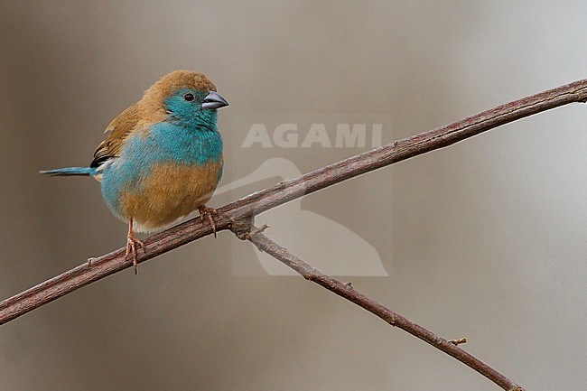 Blue Waxbill (Uraeginthus angolensis), a common species of estrildid finch found in Southern Africa. Also commonly kept as an aviary bird. stock-image by Agami/Dubi Shapiro,