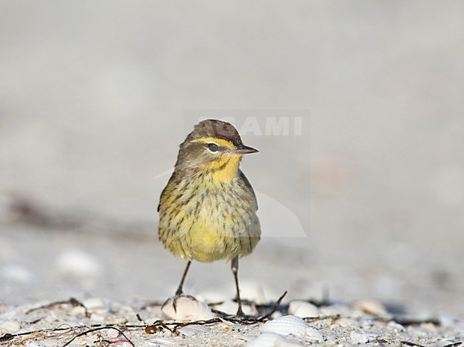 Palmzanger op het strand, Palm Warbler at the beach stock-image by Agami/Wil Leurs,