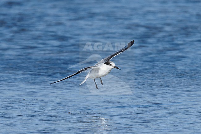 Saunders's Tern (Sternula saundersi) taken the 23/02/2023 at Bar al Hikman - Oman. stock-image by Agami/Nicolas Bastide,