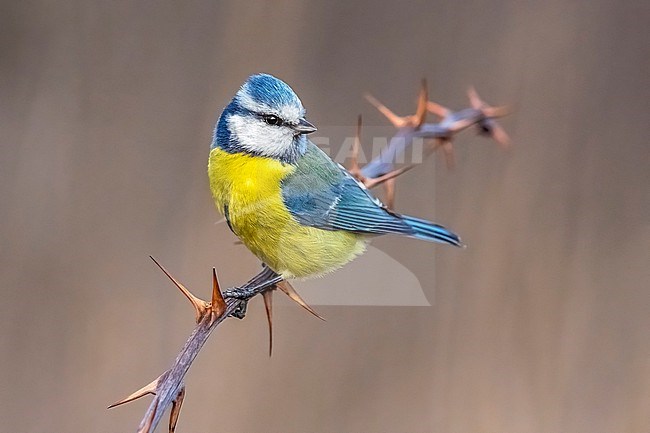 Adult male European Blue Tit (Cyanistes caeruleus caeruleus) perched on a branch in Florence, Tuscany, Italy. stock-image by Agami/Vincent Legrand,