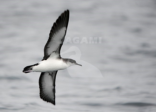 First-winter Manx Shearwater (Puffinus puffinus) in flight over the Atlantic ocean off north Spain in the Bay of Biscay. stock-image by Agami/Dani Lopez-Velasco,