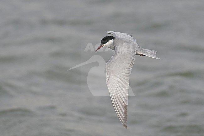 Volwassen Witwangstern in vlucht, Adult Whiskered Tern in flight stock-image by Agami/Markus Varesvuo,