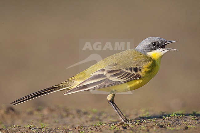 Calling male Grey-headed Wagtail (Motacilla thunbergi) from the ground in Finland. stock-image by Agami/Arto Juvonen,