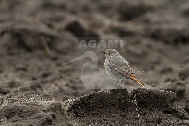 Black Redstart - Hausrotschwanz - Phoenicurus ochruros ssp. gibraltariensis, Germany, adult female stock-image by Agami/Ralph Martin,