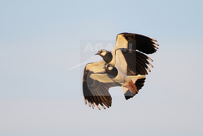 Vliegende Kieviten; Flying Northern Lapwings stock-image by Agami/Arie Ouwerkerk,