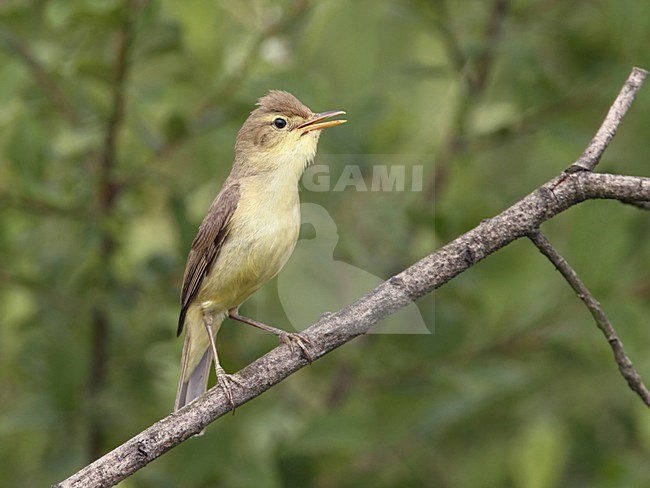 Orpheusspotvogel zingend op tak; Melodious Warbler singing from a twig stock-image by Agami/Ran Schols,