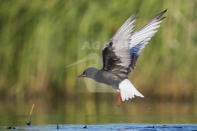 Witvleugelstern, White-winged Tern, Chlidonias leucopterus, Russia (Tscheljabinsk), adult stock-image by Agami/Ralph Martin,