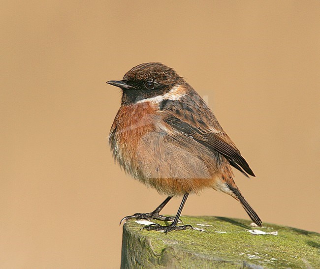 Male British Stonechat (Saxicola rubicola hibernans), Cley, Norfolk, during late winter. Perched on a wooden pole. stock-image by Agami/Steve Gantlett,