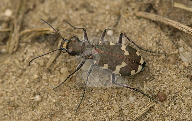 Northern dune tiger beetle Netherlands, Basterd Zandloopkever Nederland stock-image by Agami/Wil Leurs,