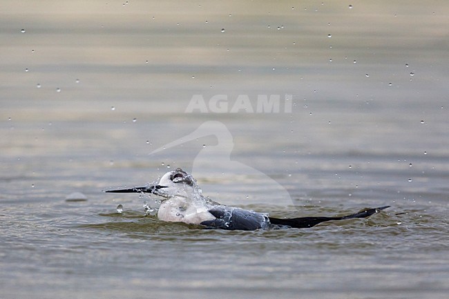 Steltkluut zich wassend; Black-winged Stilt washing stock-image by Agami/Daniele Occhiato,