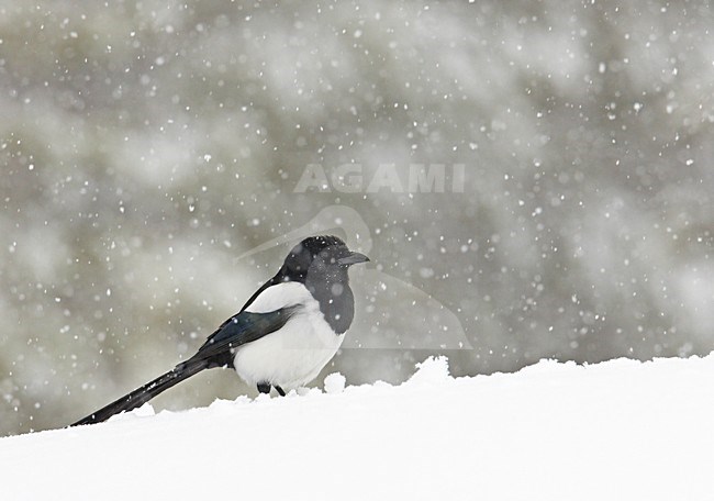 Ekster foeragerend in de sneeuw; Magpie foraging in the snow stock-image by Agami/Markus Varesvuo,