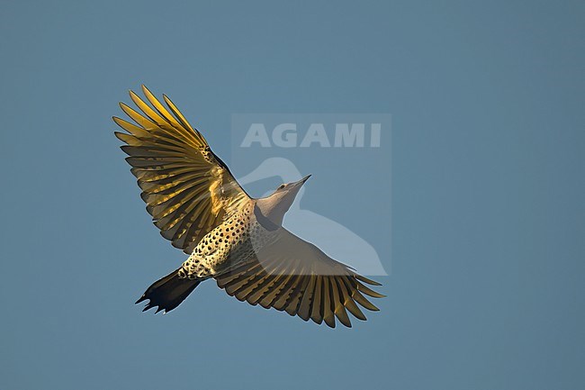 Female Yellow-shafted Northern Flicker (Colaptes auratus luteus) in flight against blue sky stock-image by Agami/Kari Eischer,