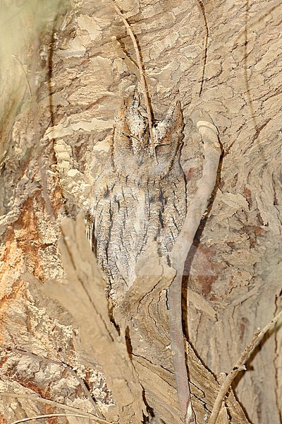 Eurasian Scops Owl (Otus scops) at Al Abraq - Kuweit. Perched in a tree during autumn migration. Well hidden. stock-image by Agami/Aurélien Audevard,