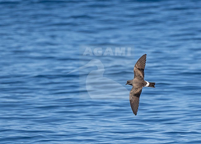 Monteiro's Storm Petrel, Oceanodroma monteiroi, in flight off the island Graciosa in the Azores, Portugal. Also known as Hydrobates monteiroi. stock-image by Agami/Pete Morris,